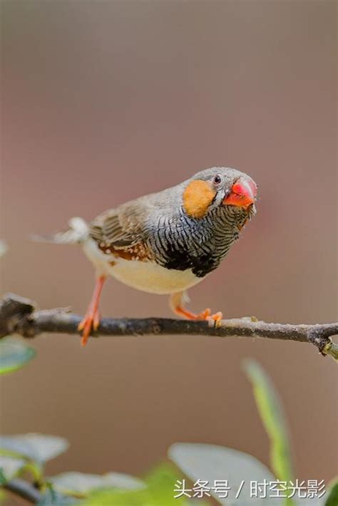 珍珠鳥幼鳥|珍珠鳥怎麼飼養及其外形特徵